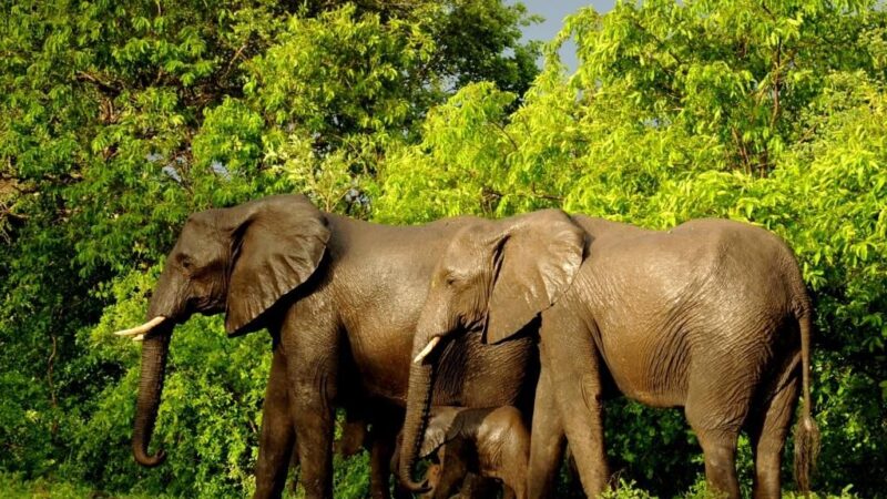 Elephants on a safari in Malawi, Africa
