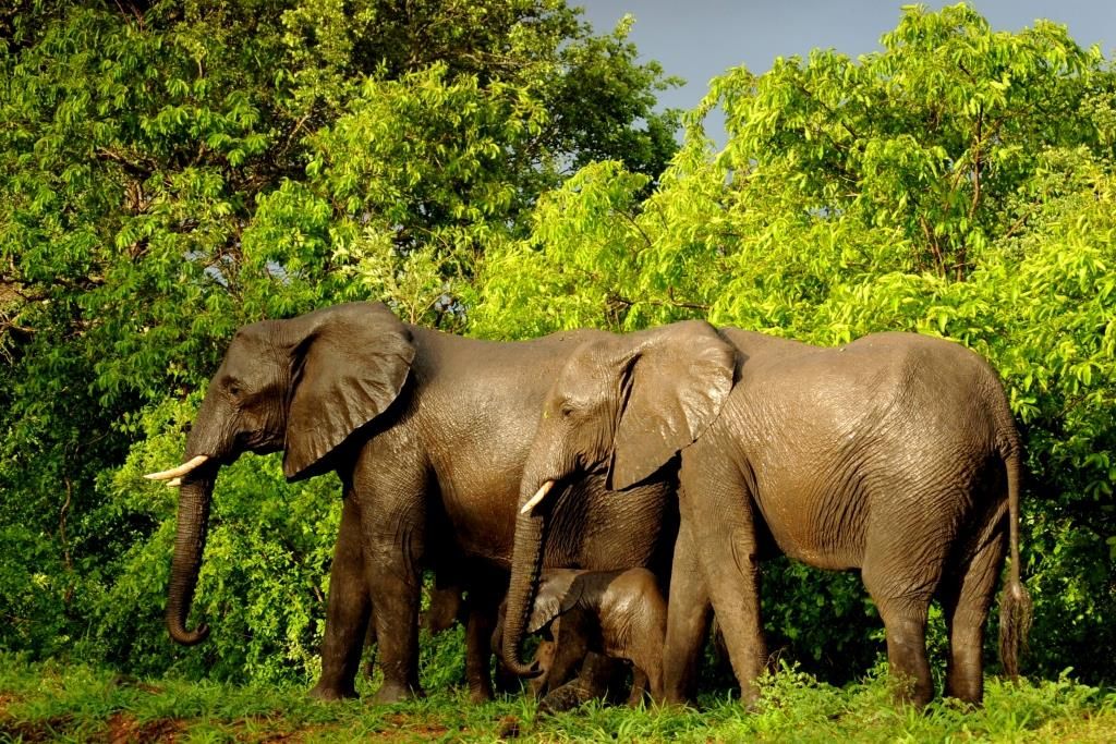 Elephants on a safari in Malawi, Africa