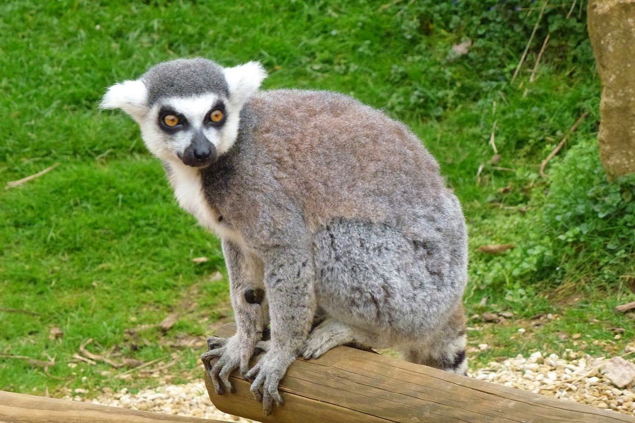 Ring-tailed lemur in Cotswold Wildlife Park and Gardens 