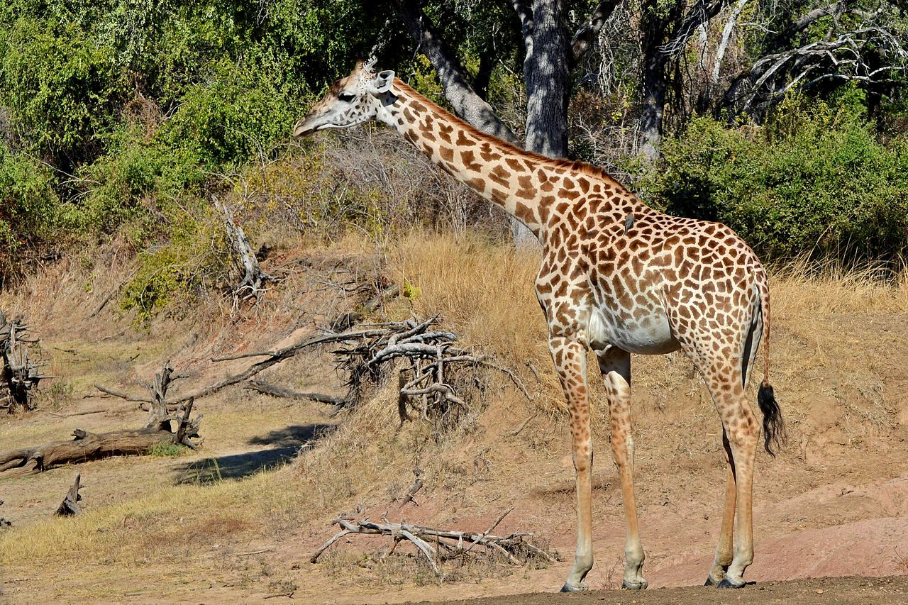 Thornicroft's giraffe, Zambia