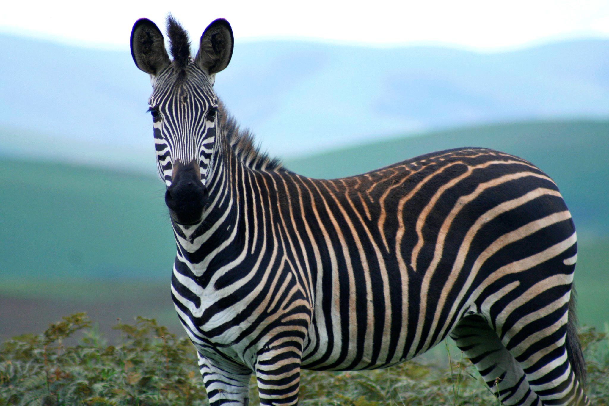 Zebra in Malawi