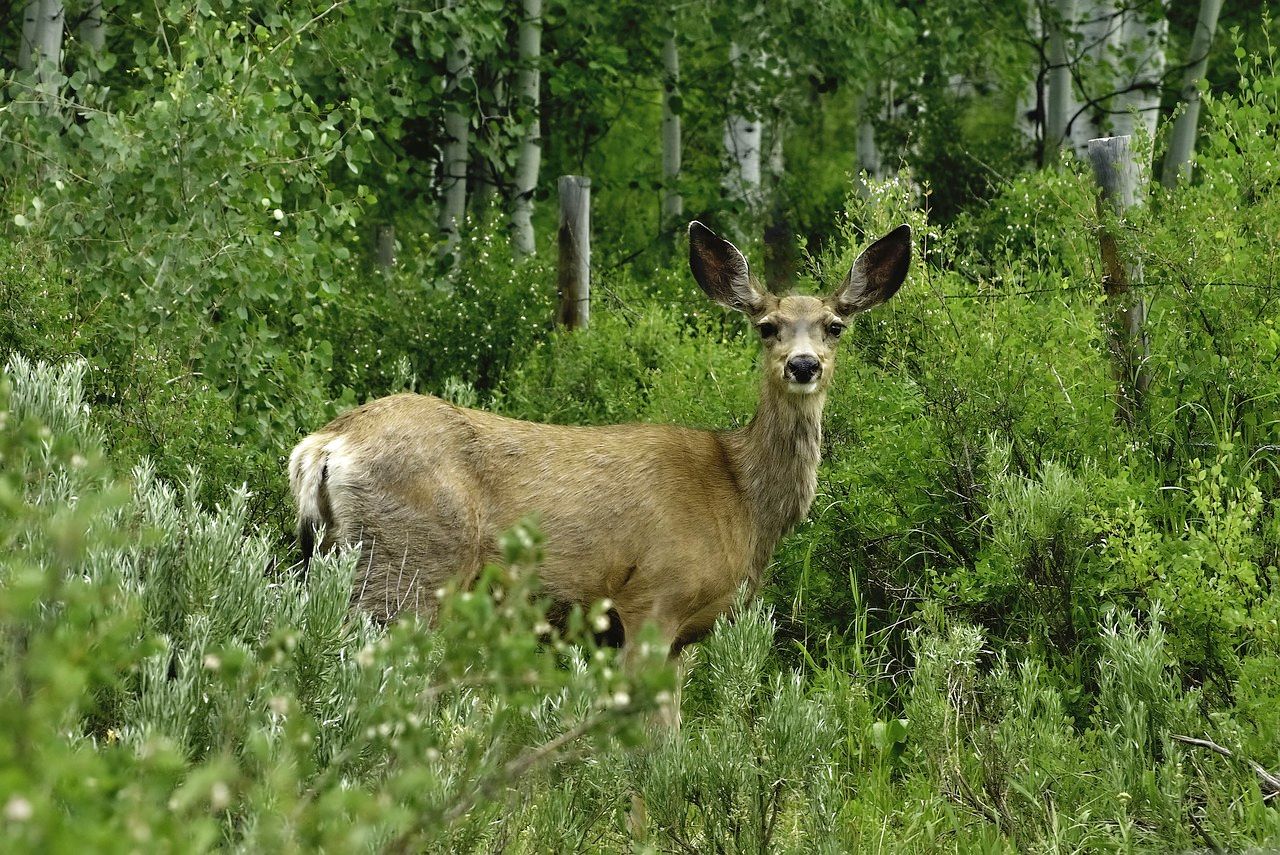 Wildlife in Steamboat Springs, Colorado on spring break