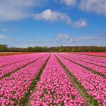 Enjoy a train ride through the tulip fields of the Netherlands