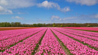 Enjoy a train ride through the tulip fields of the Netherlands