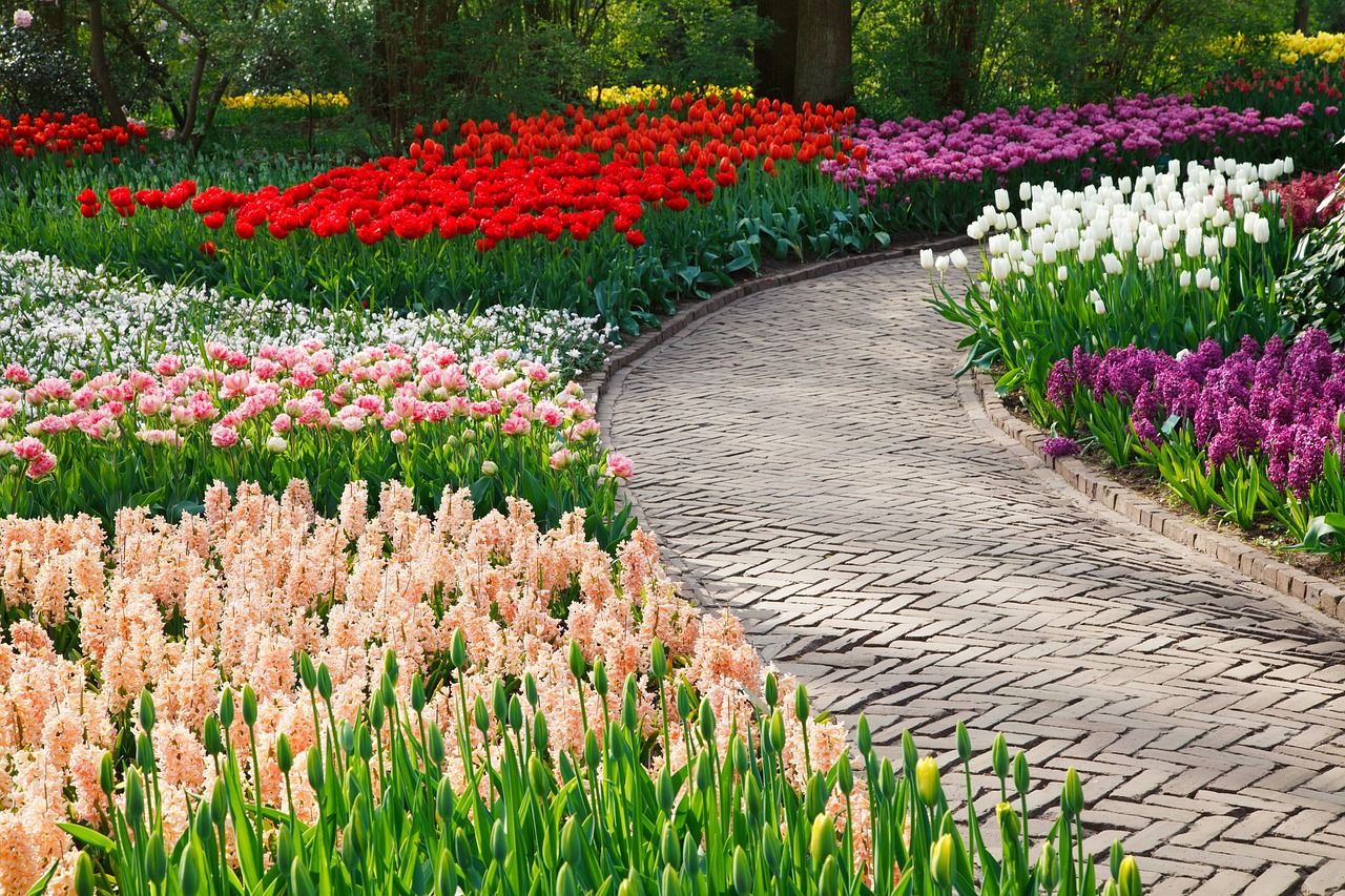 Stroll among the tulips
