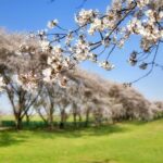Alfarnate in Spain celebrates a cherry blossom festival