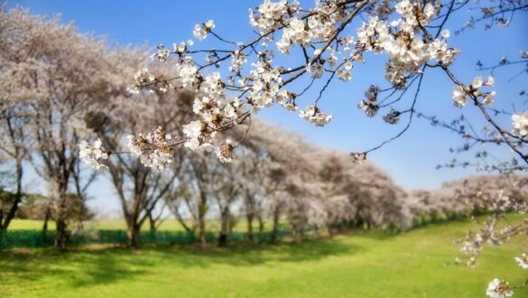 Alfarnate in Spain celebrates a cherry blossom festival