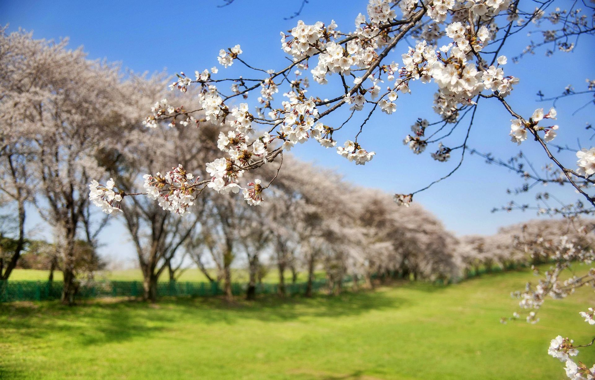 Alfarnate in Spain celebrates a cherry blossom festival