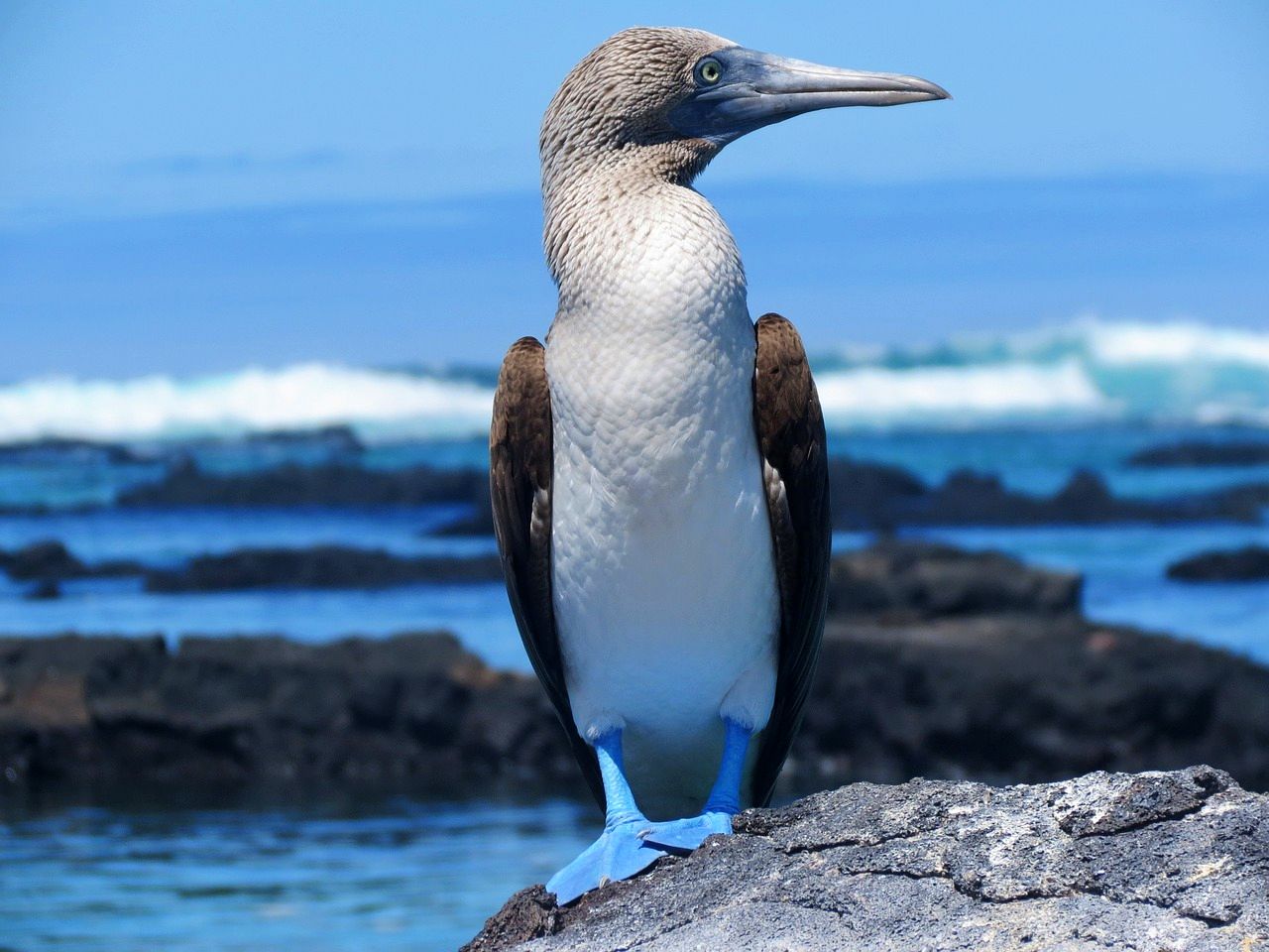 Blue footed booby in the Galapagos Islands of Ecuador