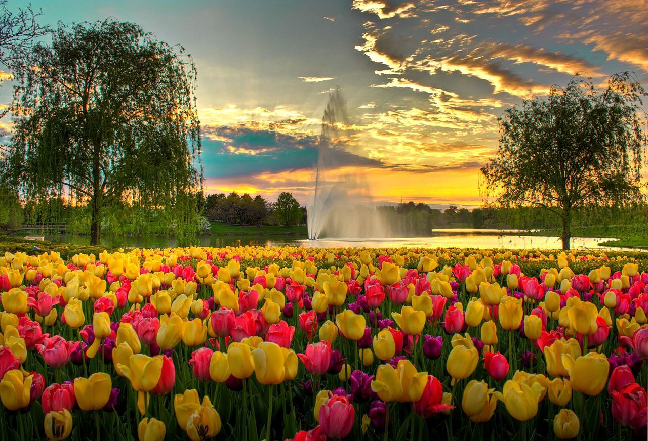 See the tulips in Holland, Michigan during May