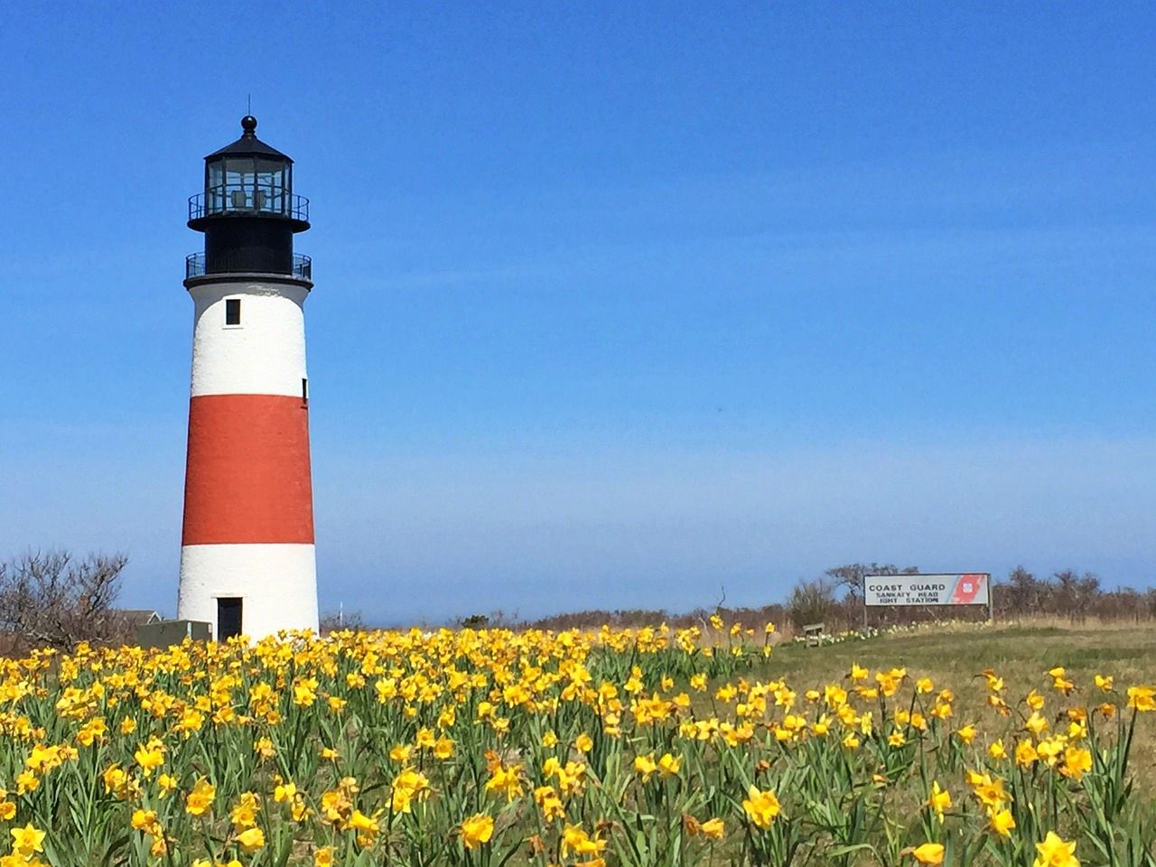 Nantucket daffodils