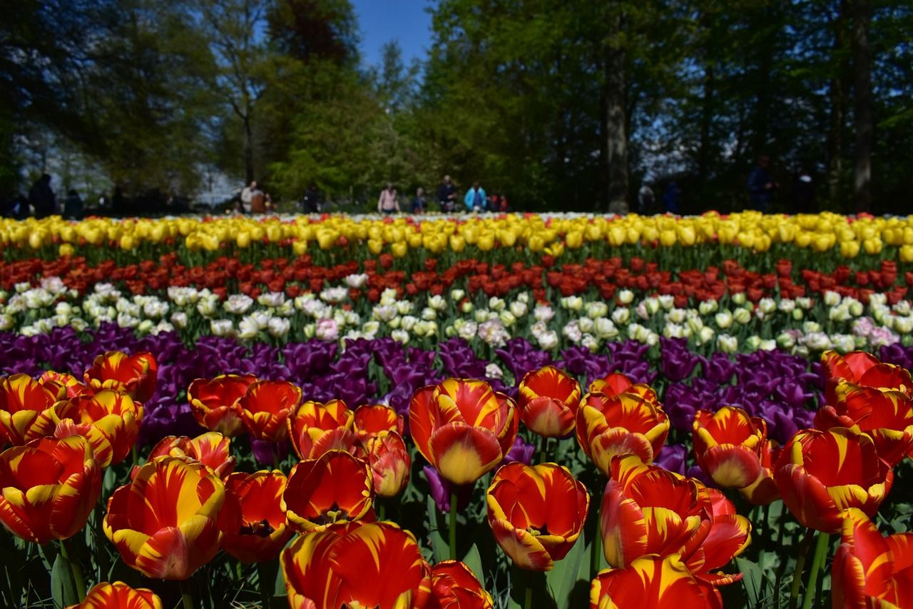 Tulips in Keukenhof, Amsterdam the Netherlands