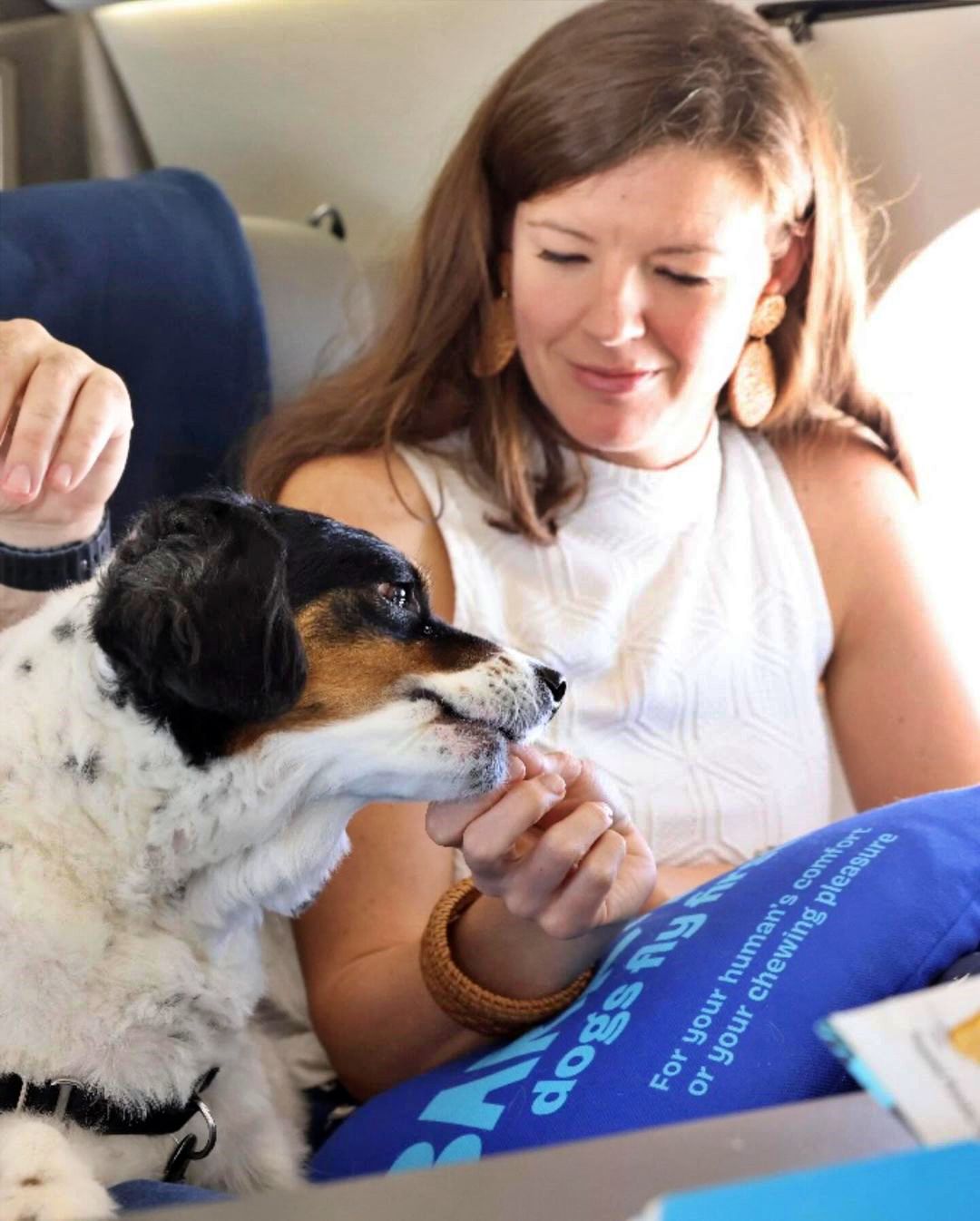 Dogs can fly in comfort on Bark Air