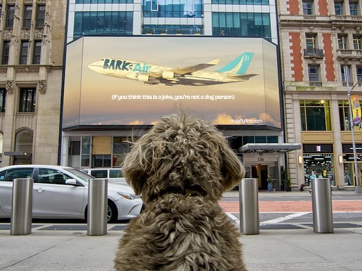 Dog awaiting his flight
