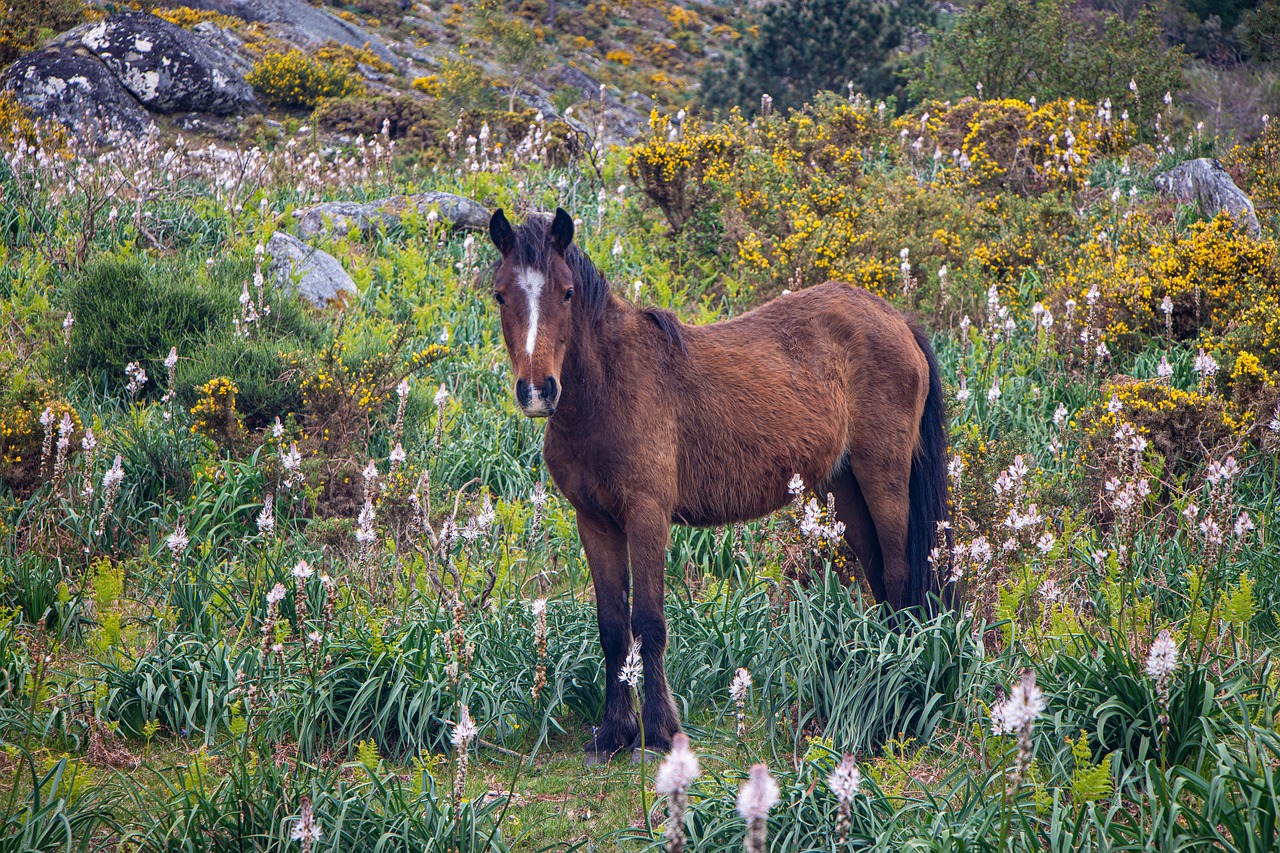 Wild horse in Portugal