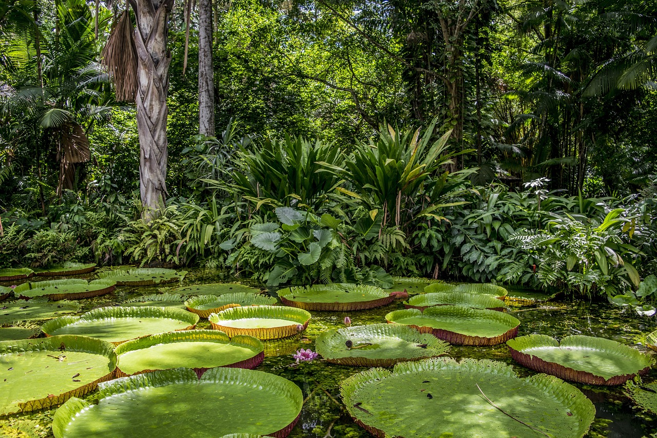 Amazon rainforest