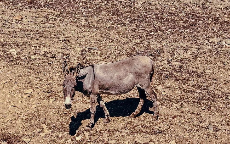 Donkey in Folegandros on a peaceful island vacation