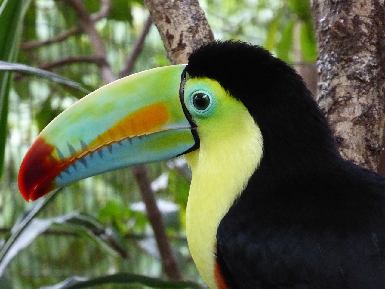 The kids will enjoy the local birdlife in Costa Rica