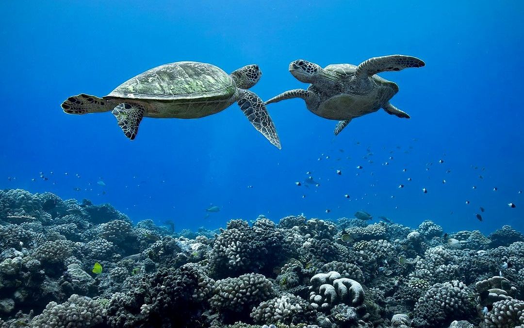 Sea turtles