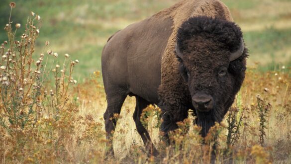 Tourists should keep a safe distance from wildlife when taking images for Instagram