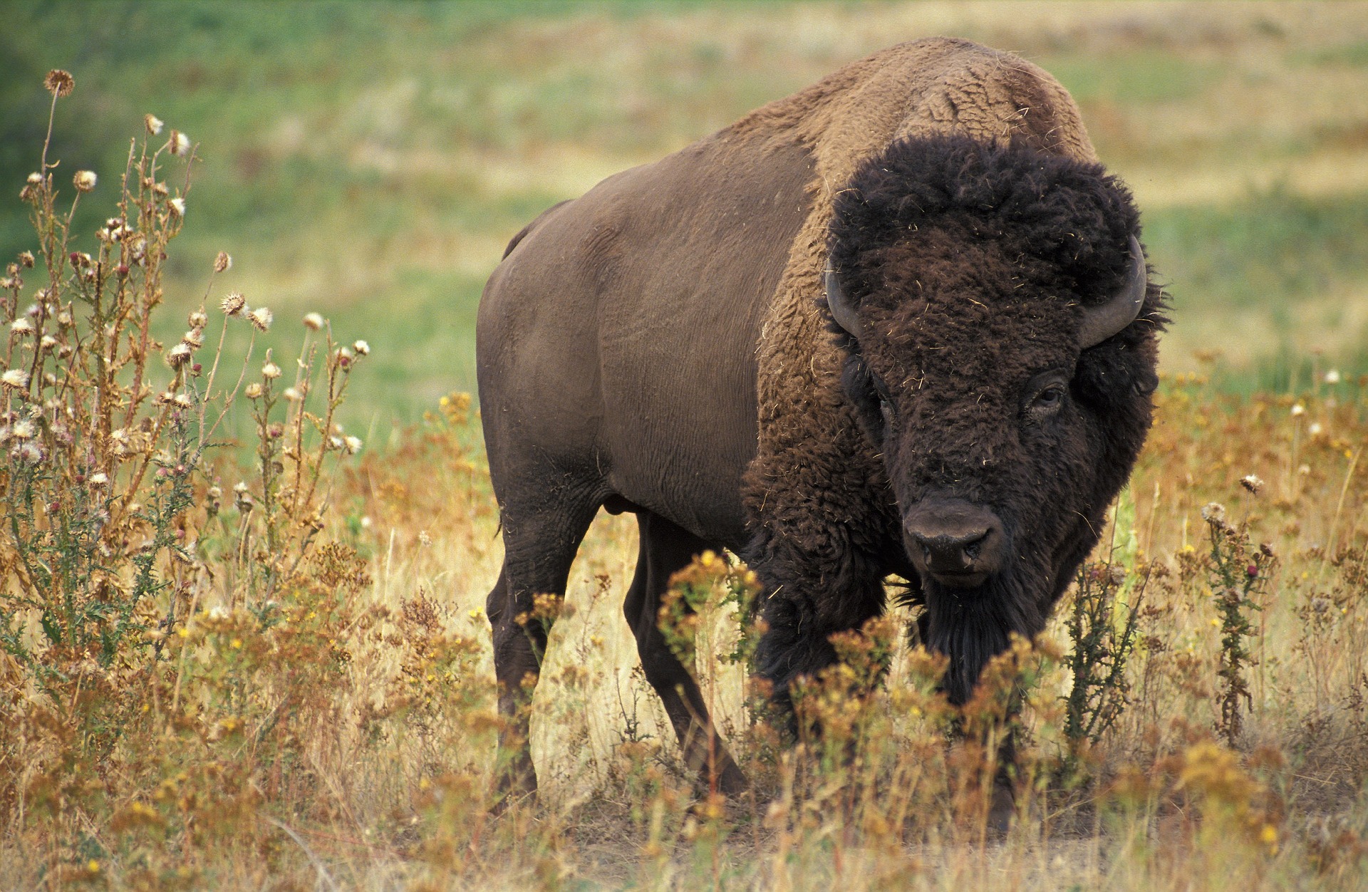 Tourists should keep a safe distance from wildlife when taking images for Instagram