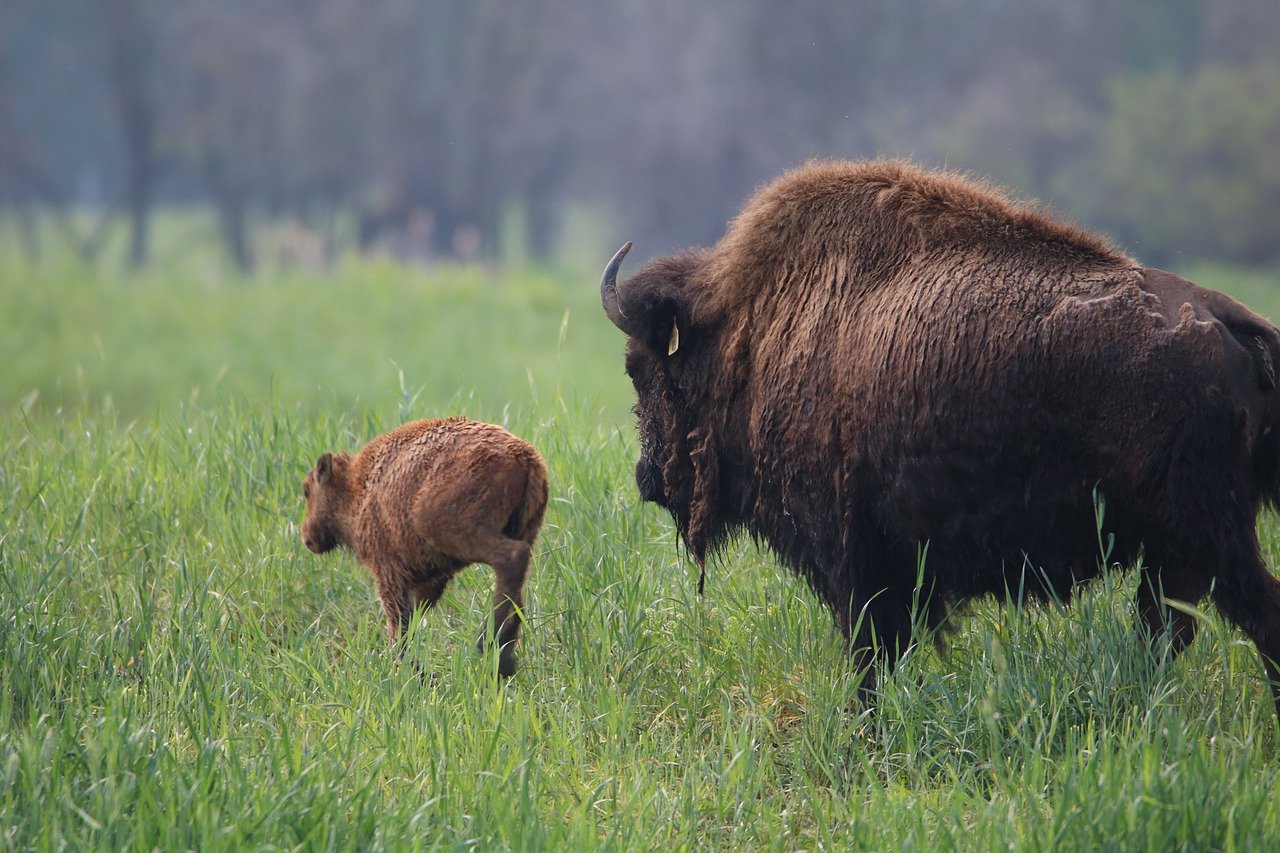 Keep a safe distance from wildlife