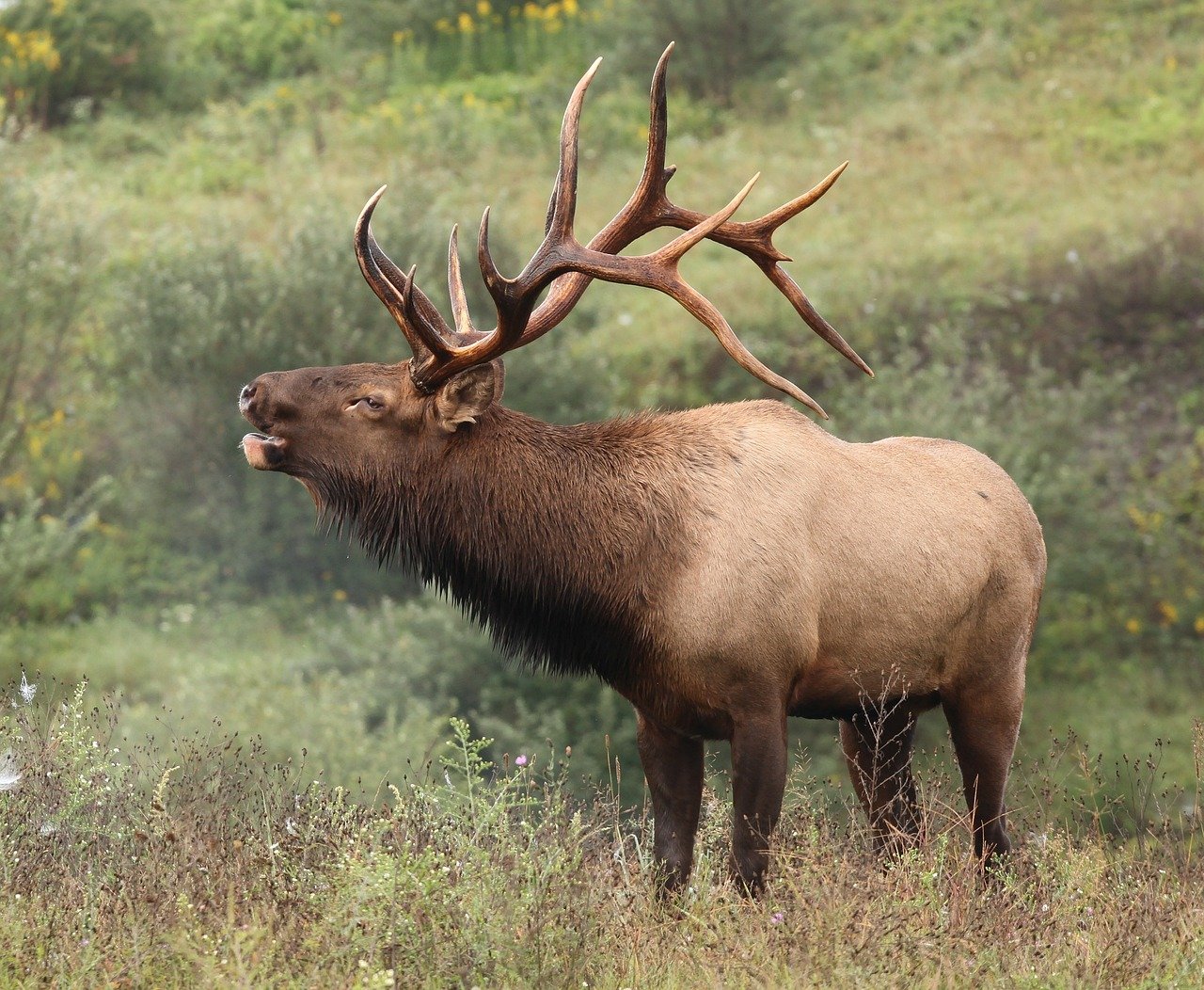 Elk in US National Parks