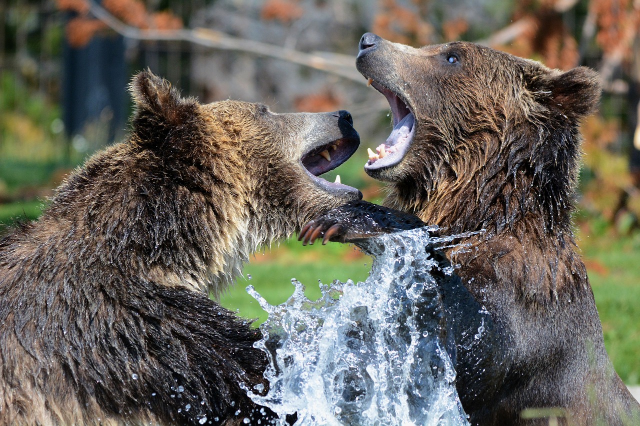 Grizzly bears