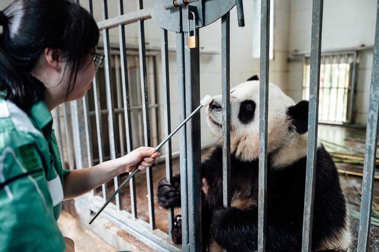 Panda arrives at Ocean Park Hong Kong