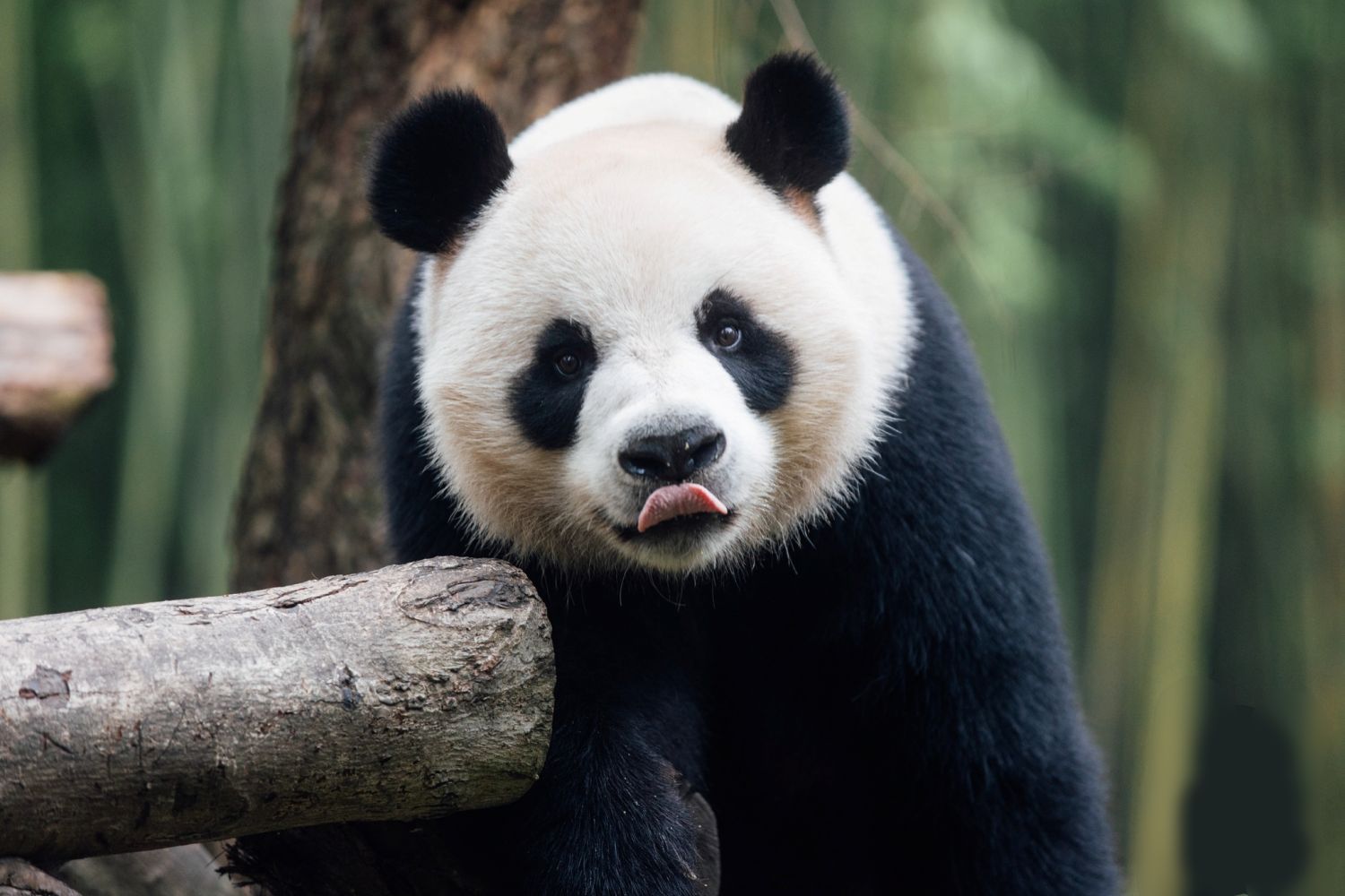 Giant Panda