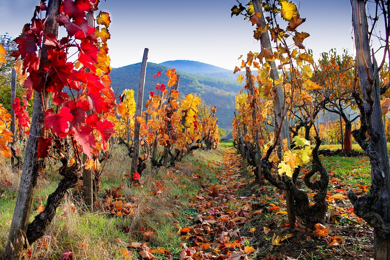 Santa Inez Valley for fall foliage