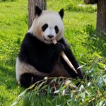 China gifts two giant pandas to Ocean Park Hong Kong