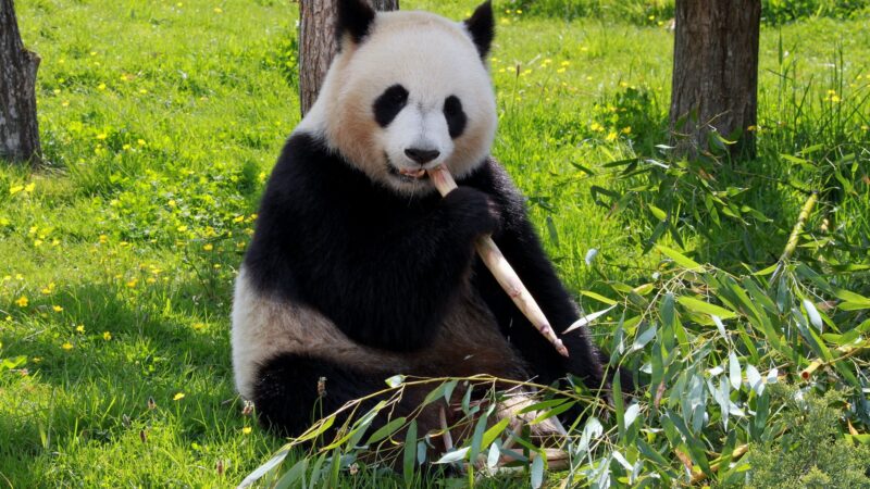 China gifts two giant pandas to Ocean Park Hong Kong