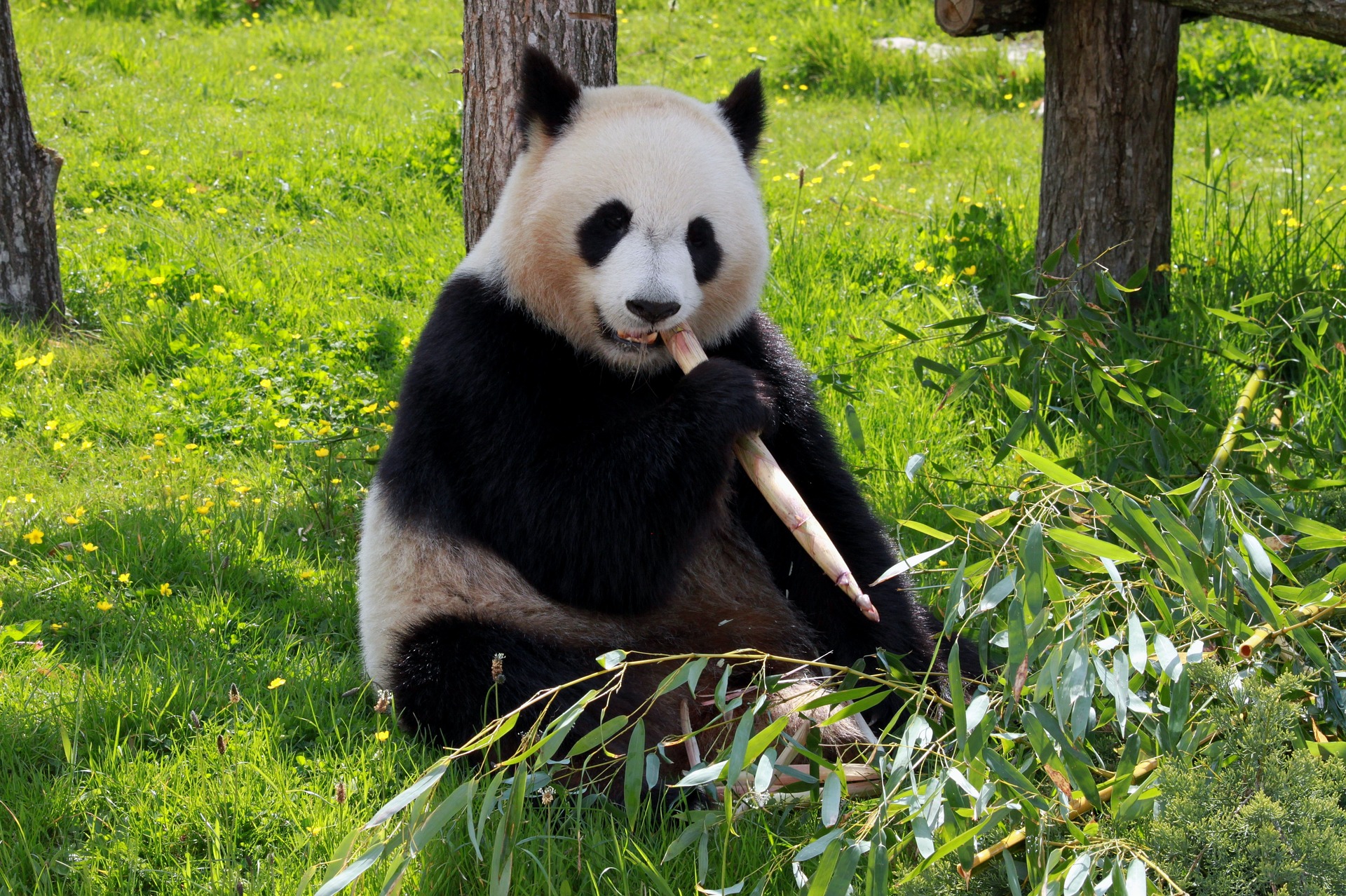 China gifts two giant pandas to Ocean Park Hong Kong