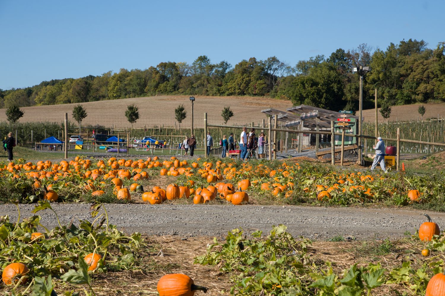 Grim’s Orchard & Family Farms in Breinigsville, PA