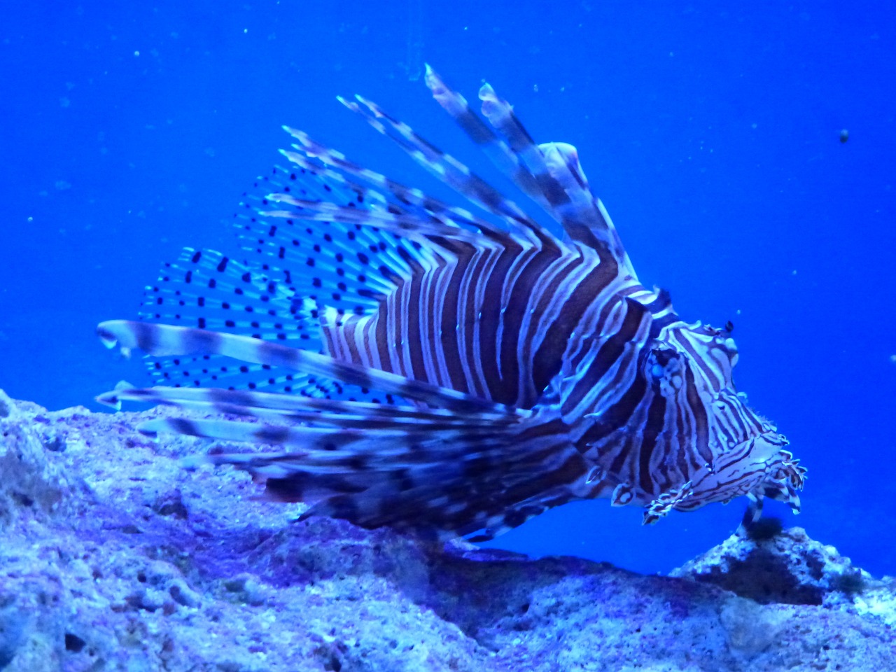 Lion fish Key Largo Florida