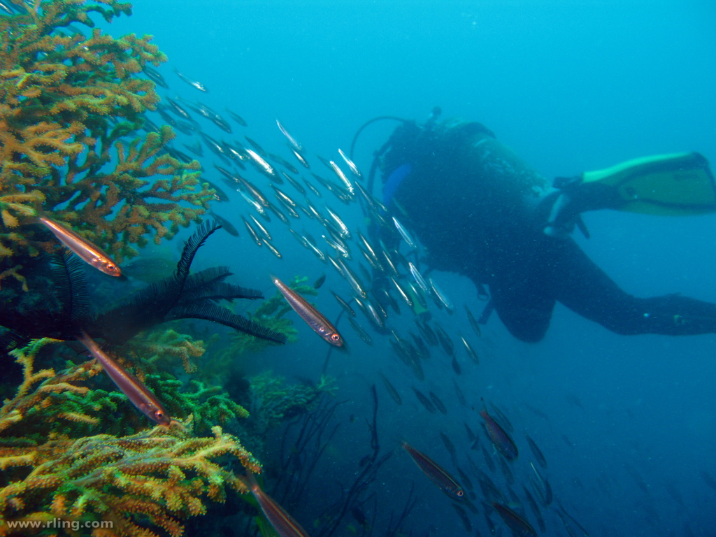 Yongala wreck, Queensland, Australia