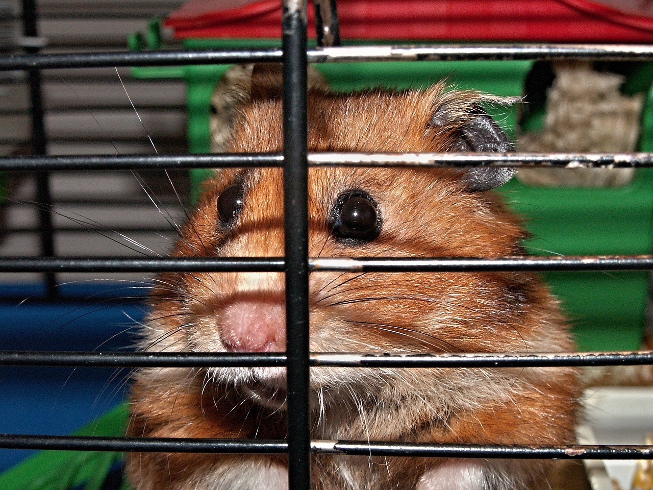 Hamsters escaped from a crate in a hold on TAP Air Portugal flight