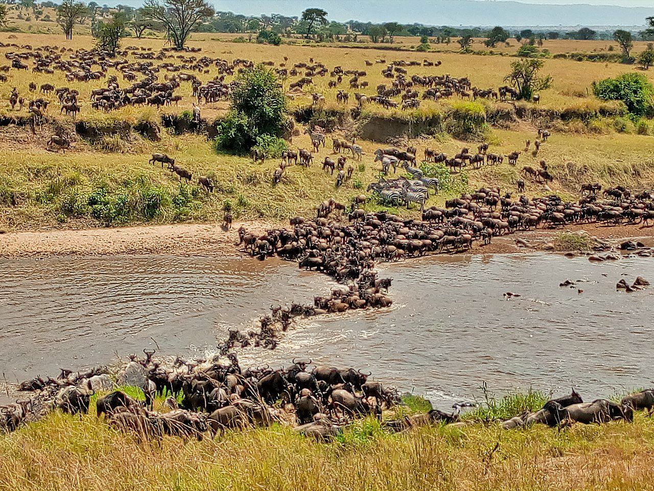 Great Migration in Kenya seen from the air