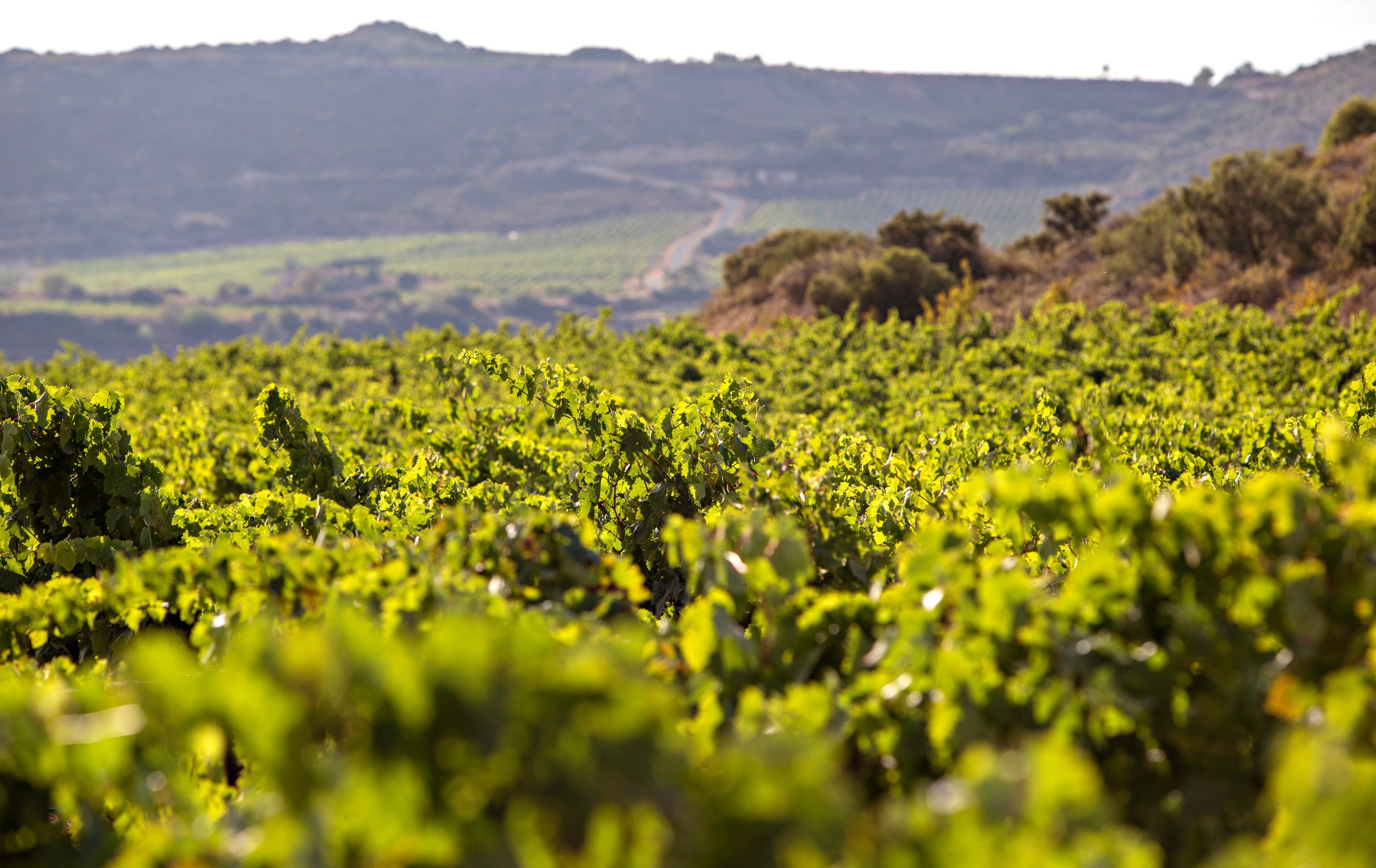 Vineyard at Bodegas Marqués de Riscal in Spain