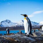 Aurora Expeditions unveils new Antarctic voyages