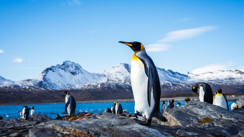 Aurora Expeditions unveils new Antarctic voyages