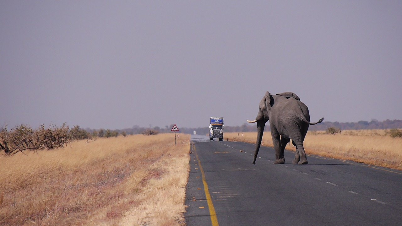 Elephant strolls on a road in Botswana