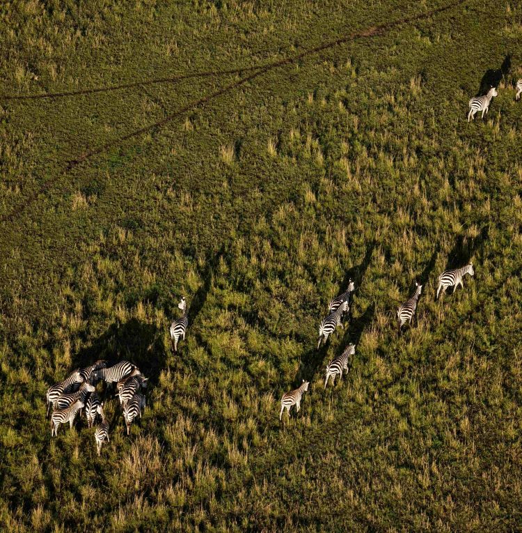 Zebras in Kenya