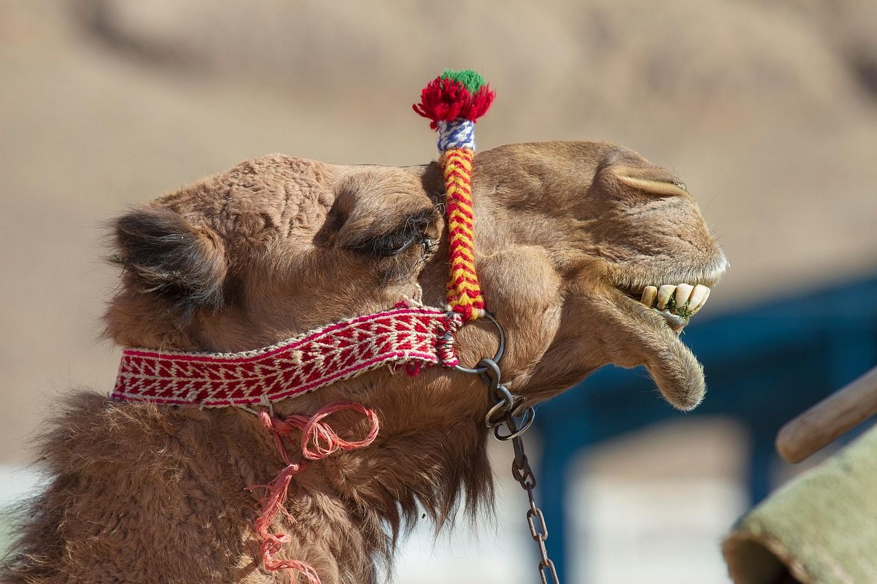 Camel at the Great Pyramids of Giza