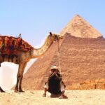 PETA against camels used for rides at the Great Pyramids of Giza