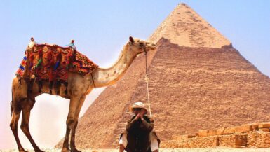 PETA against camels used for rides at the Great Pyramids of Giza