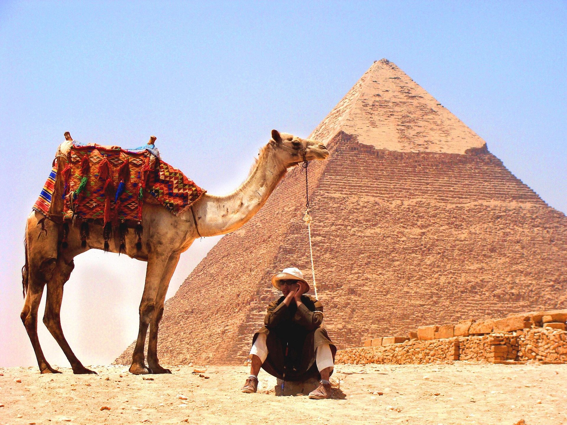 PETA against camels used for rides at the Great Pyramids of Giza