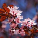 Best places to see cherry blossoms around the world