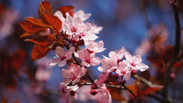 Best places to see cherry blossoms around the world